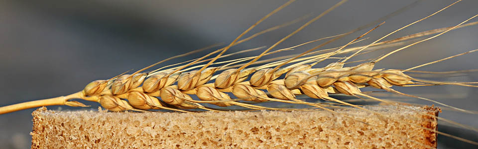 wheat intolerance