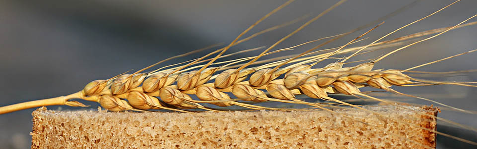 wheat-intolerance-test-kits-for-home